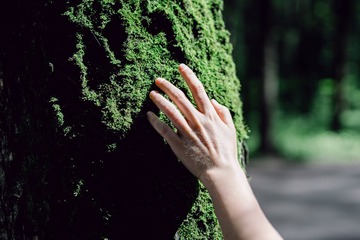 Ateliers : Bains de Forêt, Sylvothérapie et plantes sauvages comestibles Ateliers : Bains de Forêt, Sylvothérapie et plantes sauvages comestibles