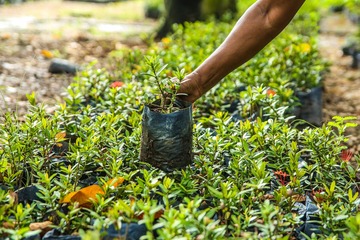 Faisons un pas vers la nature : Atelier Plantes sauvages comestibles et médicinales