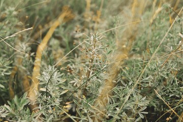Plantes sauvages comestibles et médicinales Plantes sauvages comestibles et médicinales