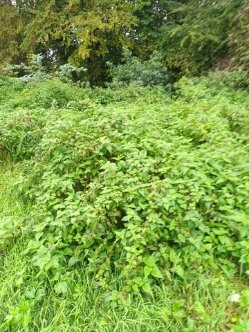 L'ORTIE, LA REINE DES MAUVAISES HERBES,MAIS PARFOIS ENVAHISSANTE 