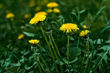 Économisez votre santé avec la Naturopathie